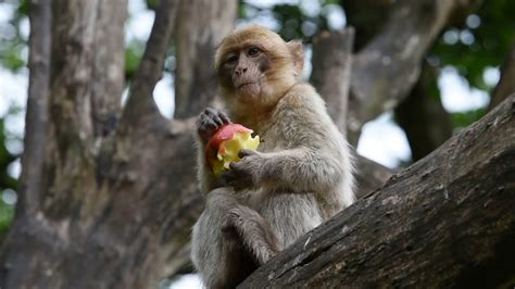 Cute Little Monkey Happy Eating Apple In Tree Youtube