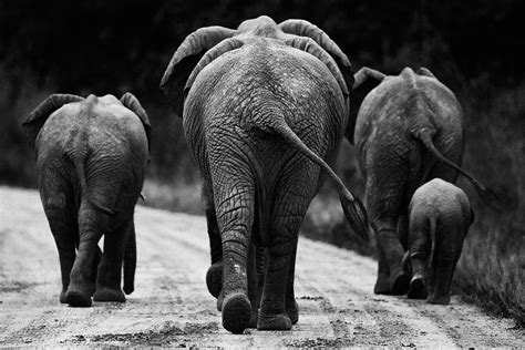 Elephants In Black And White Photograph By Johan Elzenga Fine Art America
