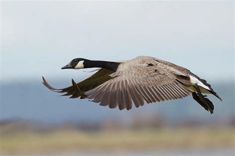 Greater Canada Goose Alighting Photograph By Ken Archer Pixels