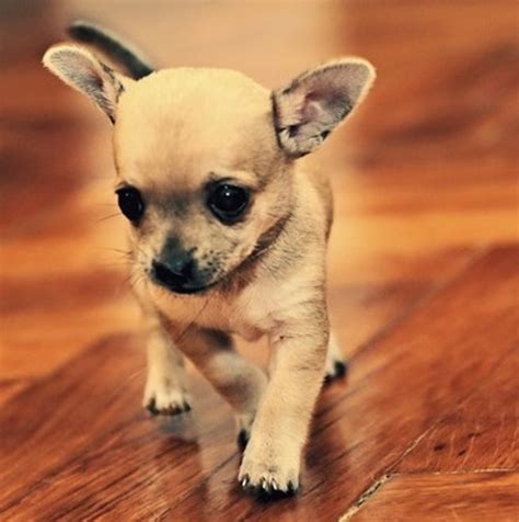 It can produce 2.5 stacks of wheat in a single grow cycle. How Long is a Dog Pregnant for Before Giving Birth to ...