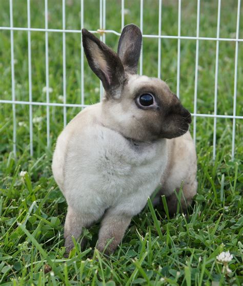 Mini Rex Rabbits For Sale In Wny Usa Rabbit Breeders