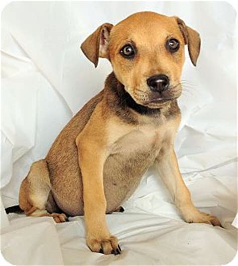 Maybe you would like to learn more about one of these? Boxer/Australian Cattle Dog Mix Puppy for adoption in ...
