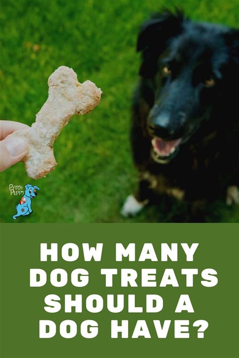 Bigger dog breeds like german shepherds and labrador retrievers are known to have bigger litters compared to smaller breeds such as chihuahuas. How Many Dog Treats Should a Dog Have? - PatchPuppy.com in ...