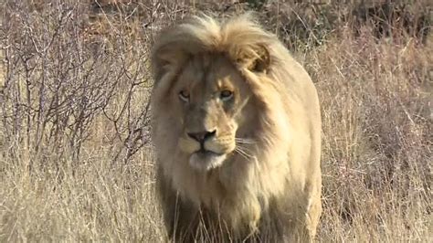Canned Lion Hunting Increasingly Under Scrutiny In South Africa Cbs News