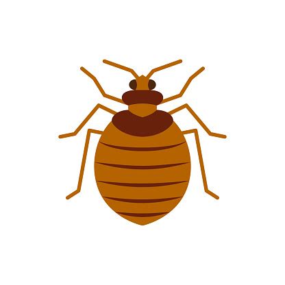 Bedbug Insect Pest Single Flat Color Vector Icon Stock Illustration ...