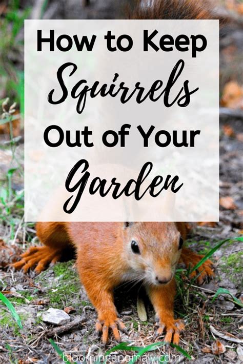 How To Keep Squirrels Out Of Your Garden Blooming Anomaly Gardening