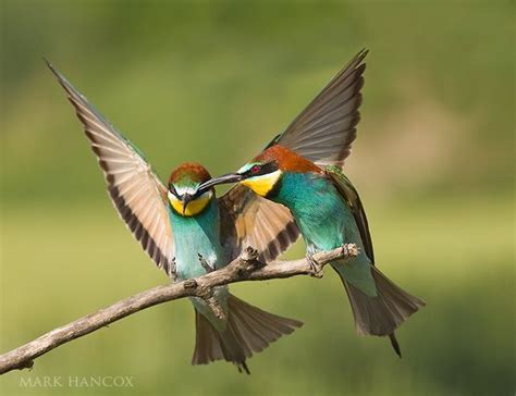 Hummingbirds In Love Love Birds Beautiful Birds Bee Eater Colorful