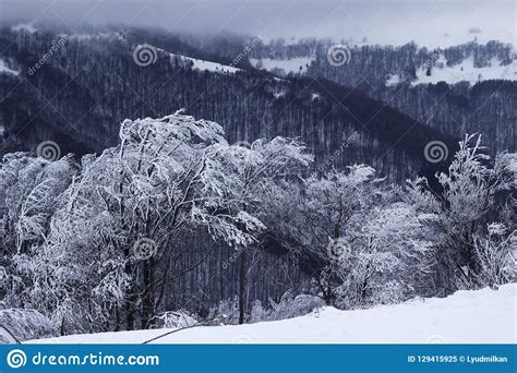 Winter In The Mountains Snowy Trees With Frost Beautiful Background