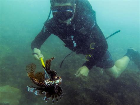 Invasive Lionfish May Be A Selective Predator