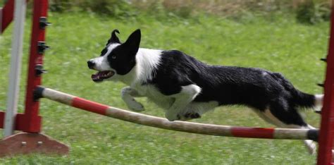 Dog Training Agility And Puppy Classes In Leicester Paws On