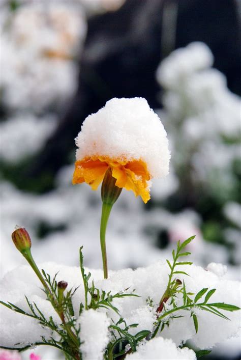 무료 이미지 자연 눈 겨울 화이트 꽃잎 서리 봄 날씨 식물학 플로라 시즌 야생화 닫다 매크로 사진