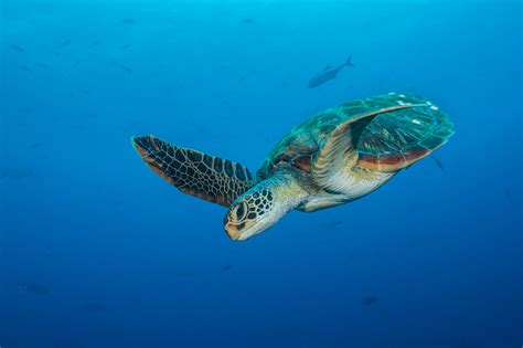 Darwin's arch, galapagos islands, ecuador. Turtle, Darwin's Arch 2 - Natures Eye