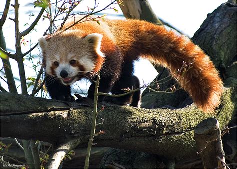 Roter Panda Foto And Bild Tiere Zoo Wildpark And Falknerei Säugetiere