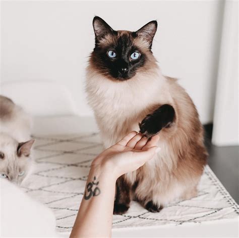 Siamese Cat—long Haired Specimen Characteristics
