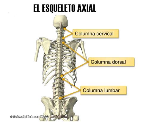 ¿qué Es El Esqueleto Axial