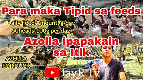 Azolla Para Sa Itik Pato Bibe Ilang Grams Na Feeds Kainin Sa Itik