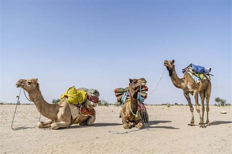 Paseo En Camello En Marrakech Marruecos