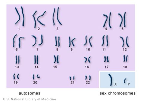 How Many Chromosomes Do People Have Medlineplus Genetics