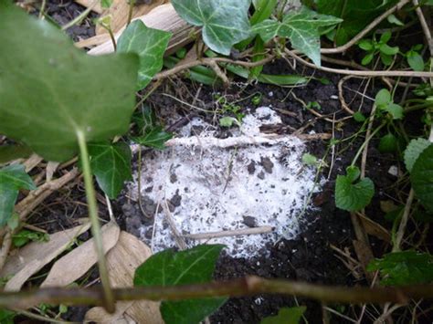 We did not find results for: White fungus growing under pot - what & why??