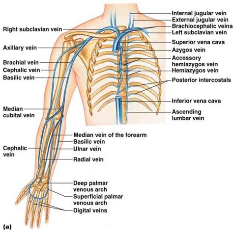 Anatomy Of The Veins In The Arm