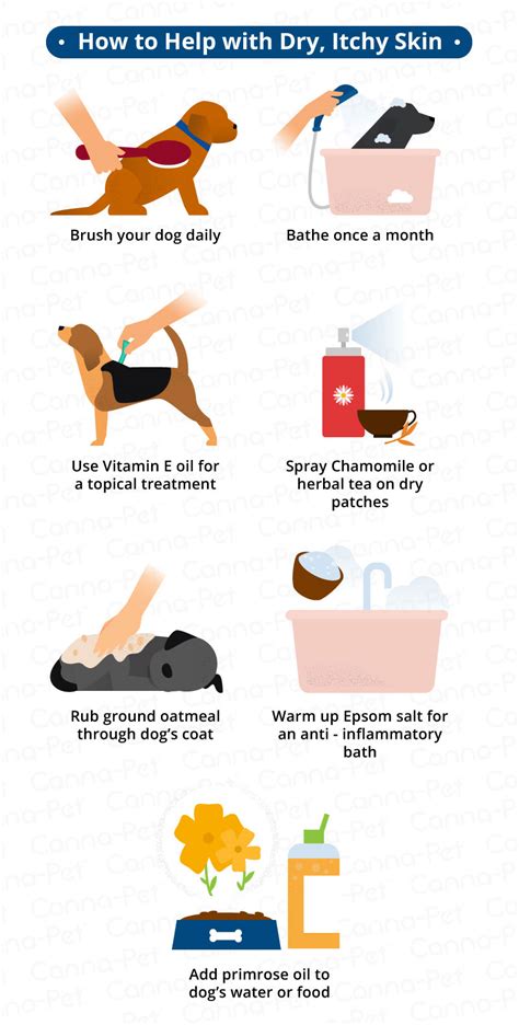 How Can I Treat My Dogs Skin Problems