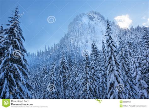Sneeuwevergreens Forest Snow Mountain Snoqualme Pass Washington Stock