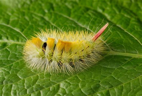 Hairy Yellow Caterpillar With Red Tail Stock Image Image Of Dasychira