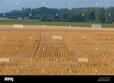 Golden Grain Field After Harvest Stock Photo Alamy