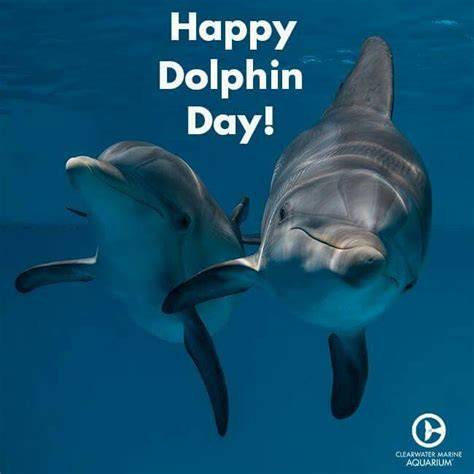 National Dolphin Day April 14 2015 Clearwater Marine Aquarium
