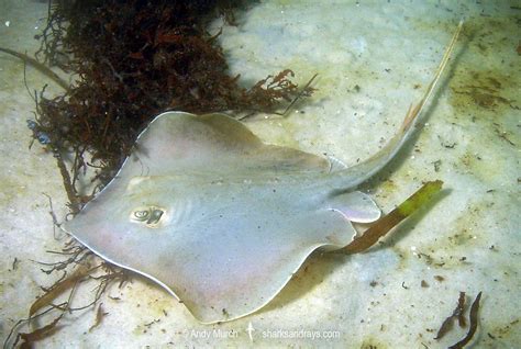 Atlantic Stingray Hypanus Sabinus