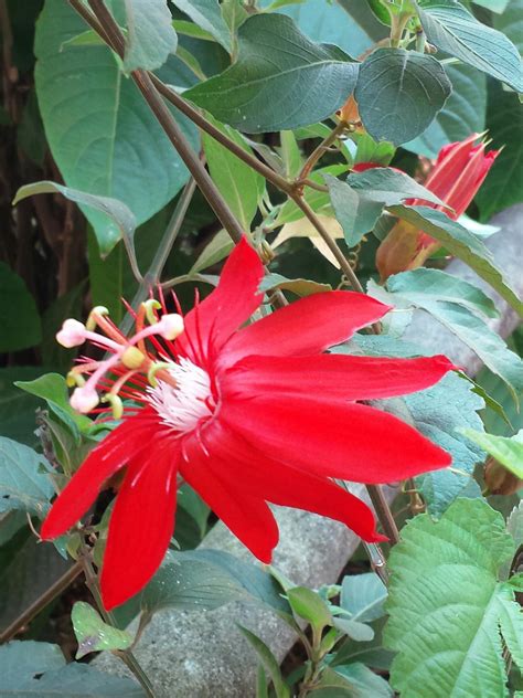 The Foliage And Flowers Of Costa Rica Day 1 Finegardening