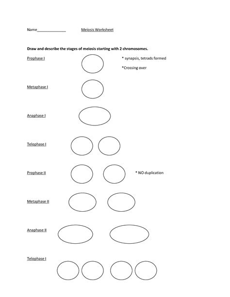 11 4 meiosis worksheet answers, mitosis versus meiosis worksheet answers and experimental design worksheet answer key are some main things we want to present to you based on the post title. 16 Best Images of Meiosis Diagram Worksheet - Meiosis ...