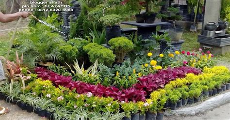27 Contoh Bunga Hiasan Taman Super Keren Informasi Seputar Tanaman Hias