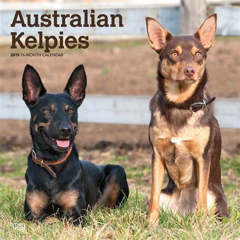 Australian Kelpies 2019 12 X 12 Inch Monthly Square Wall Calendar