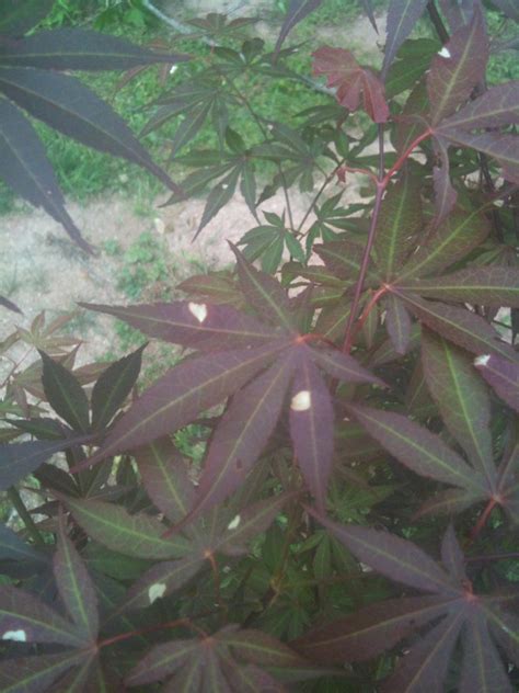 White Spots On Red Japanese Maple Leaves - white spots on red maple leaves