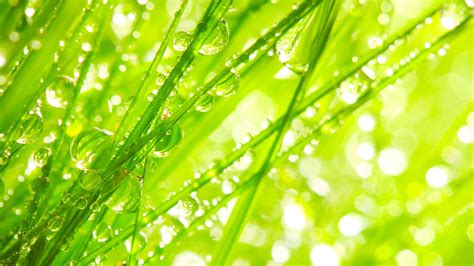 1920x1080 1920x1080 Green Nature Dew Summer Macro Water Drops