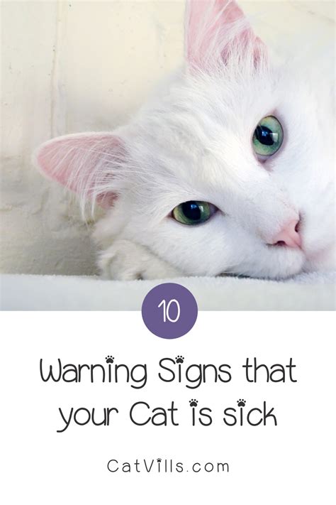 That's to be expected, especially at the start of the introduction process. 10 Warning Signs That Your Cat is Sick in 2020 (With ...