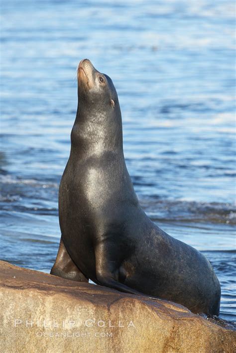 California Sea Lion Zalophus Californianus Monterey 21564