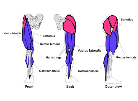 Leg Muscles Diagram Labeled Photos