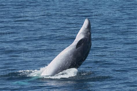 Brydes Tropical Whale Balaenoptera Edeni Breaching Sea Of Cortez