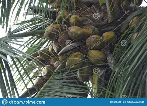 Indian Coconut Palm Tree With So Many Coconuts Stock Image Image Of