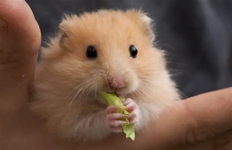 Do Hamsters Love Their Owners Animal Dome