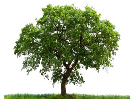 Tree Transparent Free Png Png All Png All