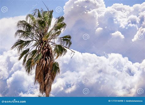 Close Up Of Palm Tree Storm Clouds Visible In The Background