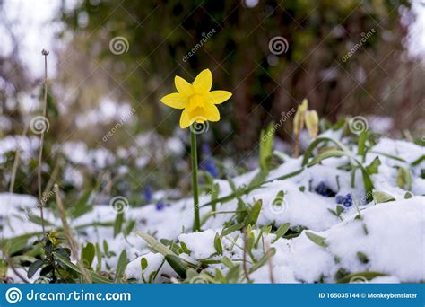 Yellow Daffodil In The Snow Stock Photo Image Of Blooming Fresh
