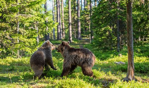 Brown Bear Cubs Playfully Fighting Summer Forest Stock Photo Download