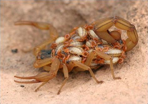 264 Best Scorpions Images On Pinterest Insects Reptiles And Scorpio
