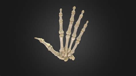 Hueso De La Mano Hand Bones Buy Royalty Free 3d Model By Anatomía