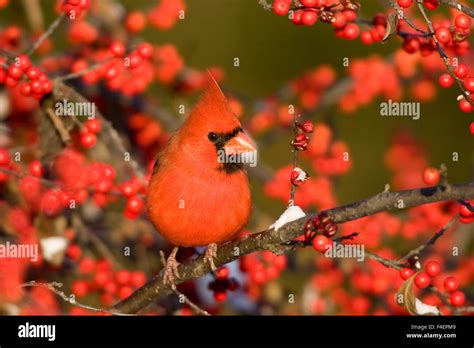 Cardinal In Winterberry Hi Res Stock Photography And Images Alamy