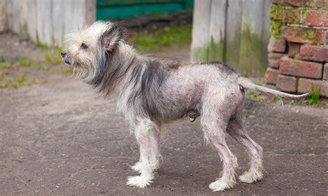What Does Alopecia In Dogs Look Like
